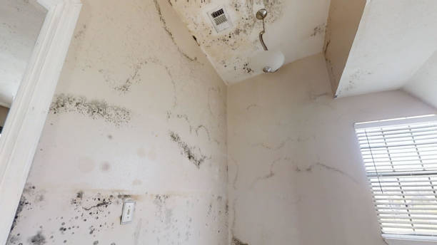 Best Mold Prevention Services  in Welcome, NC