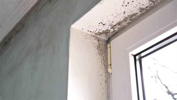Best Industrial Mold Remediation  in Welcome, NC