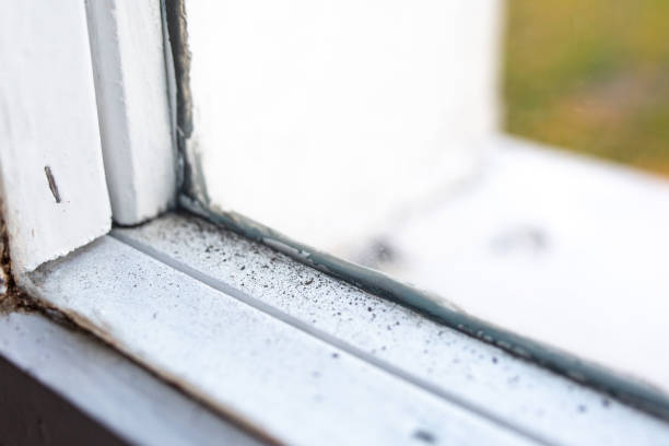 Best Black Mold Removal  in Welcome, NC