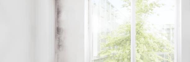 Best HVAC Mold Inspection and Cleaning  in Welcome, NC