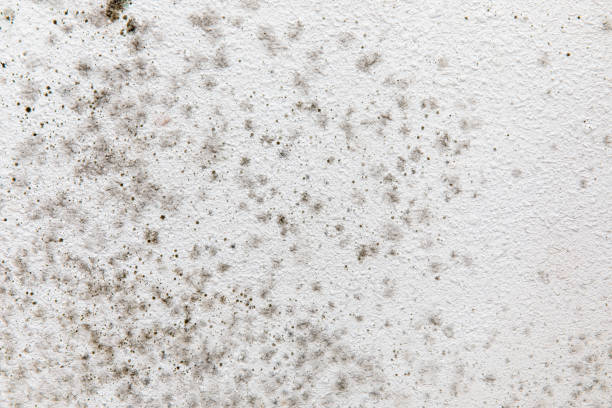 Best Comprehensive Air Testing for Mold Contaminants  in Welcome, NC