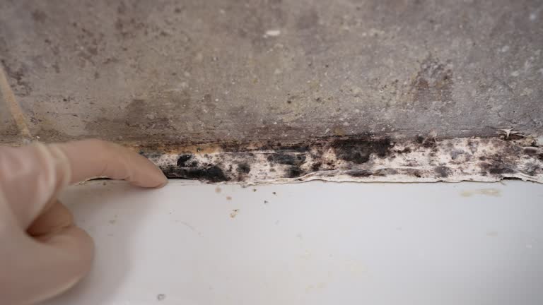 Best Water Damage & Mold Remediation  in Welcome, NC